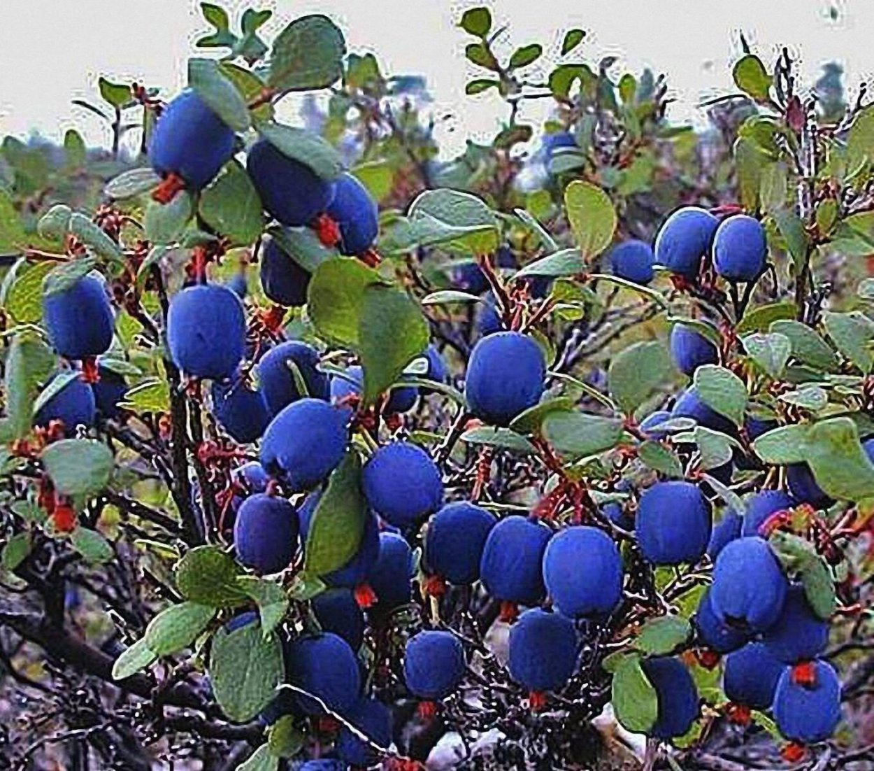 Лесные ягоды голубика