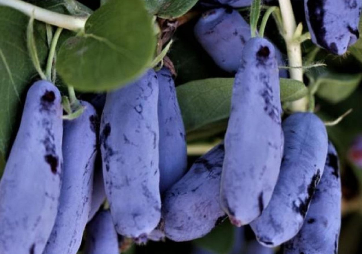 Жимолость Бакчарская Юбилейная