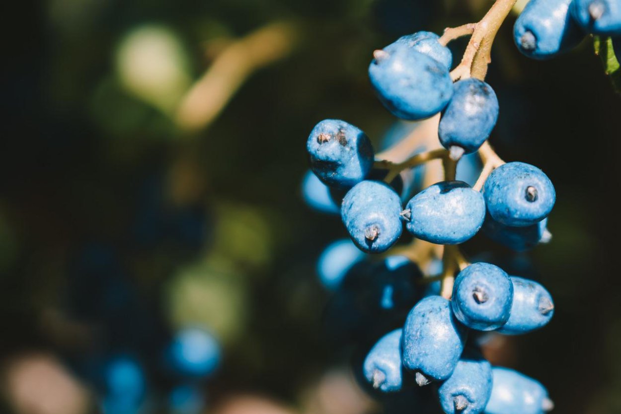 Гнутая синяя ягода