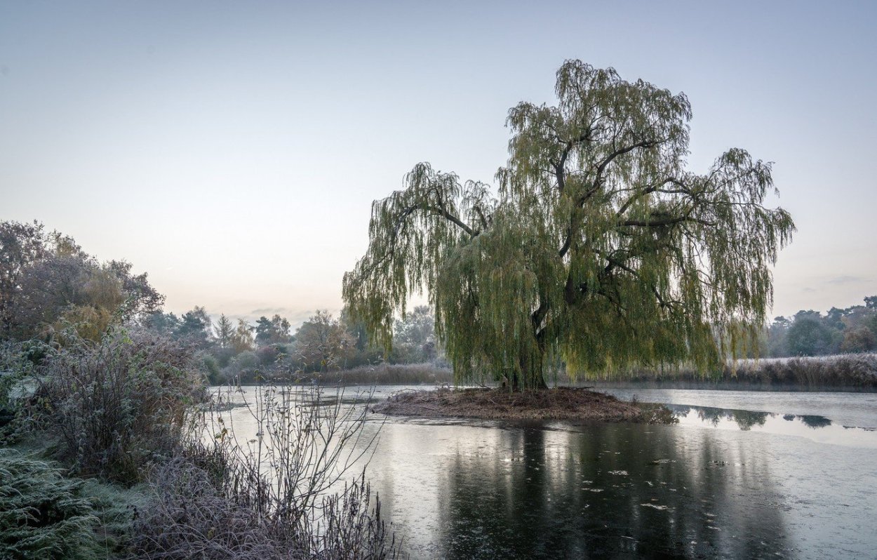 Ива белая ветла