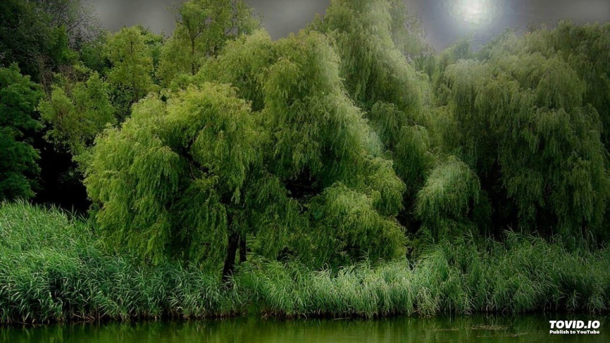 Ива у пруда