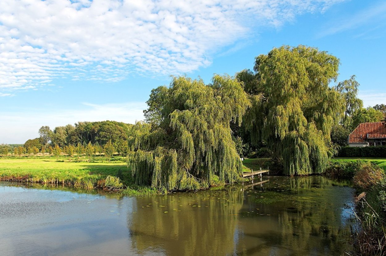 Ива плакучая над рекой в деревне