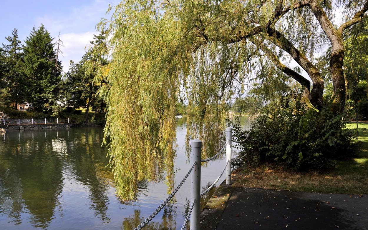 Плакучая Ива у пруда