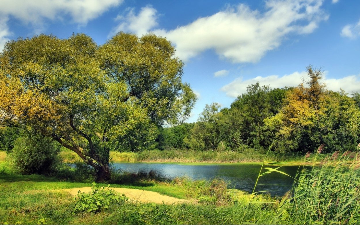 Лето река деревья