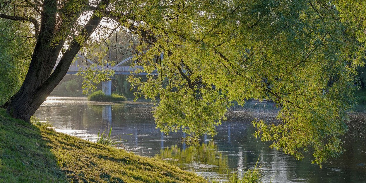 Куст Ракиты над рекой