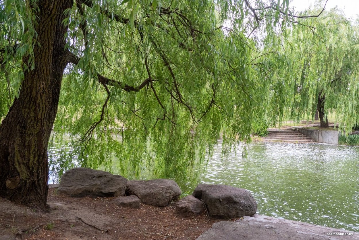 Ива плакучая карликовая