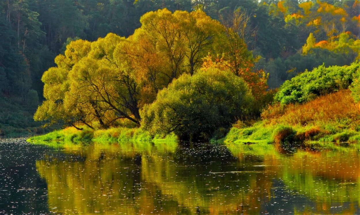 Полет над рекой над ивами картинка