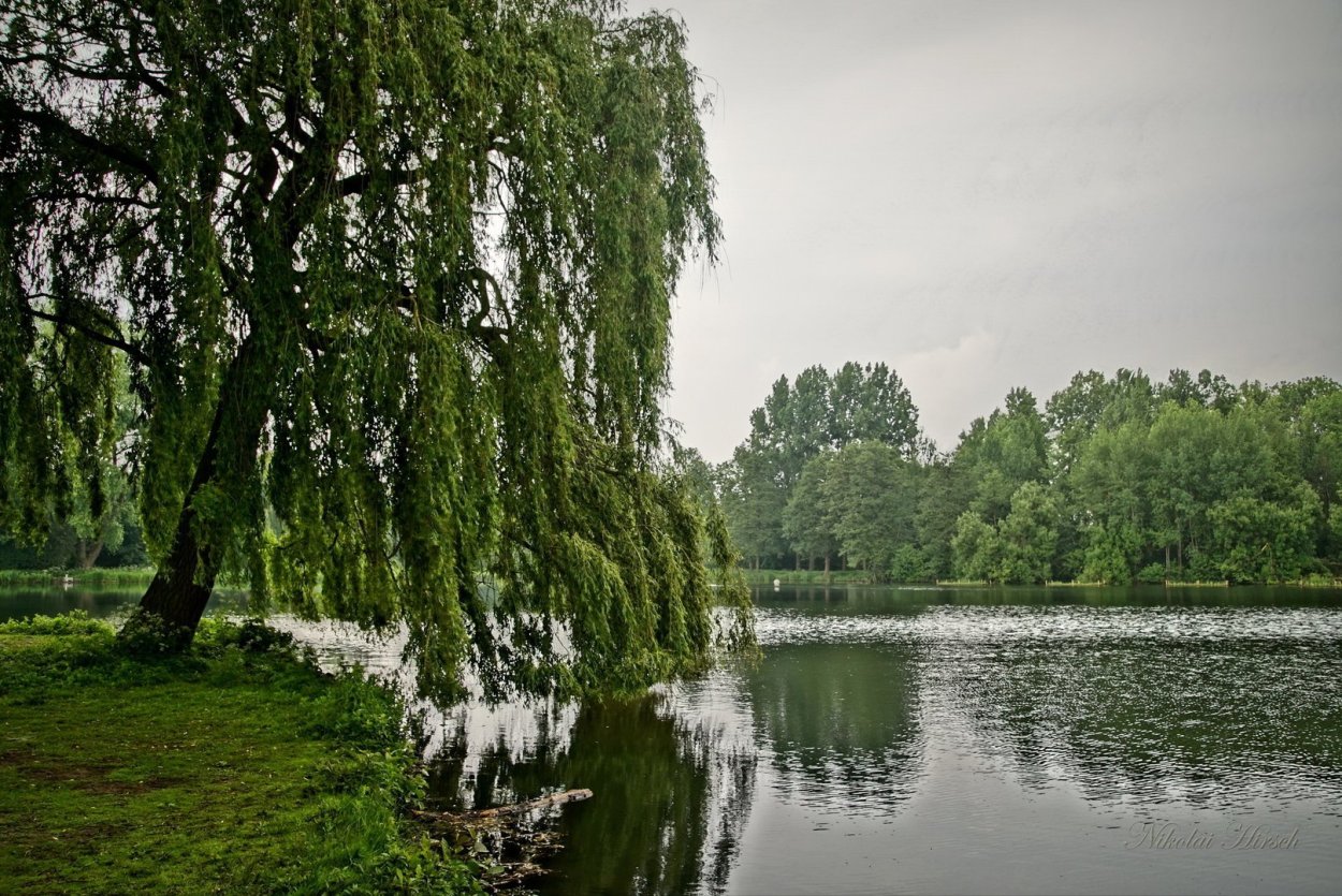 Ива белая плакучая