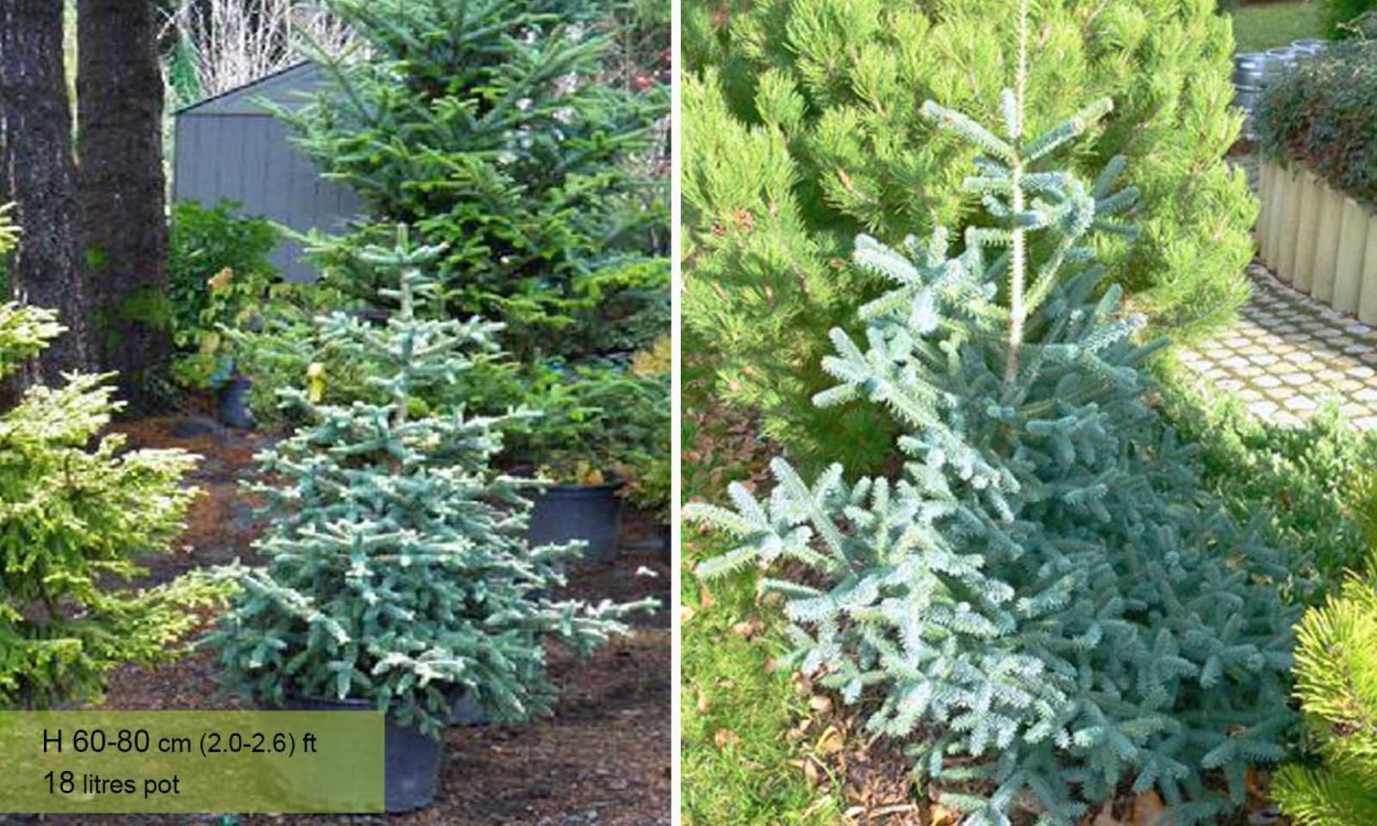 Ель pinsapo glauca