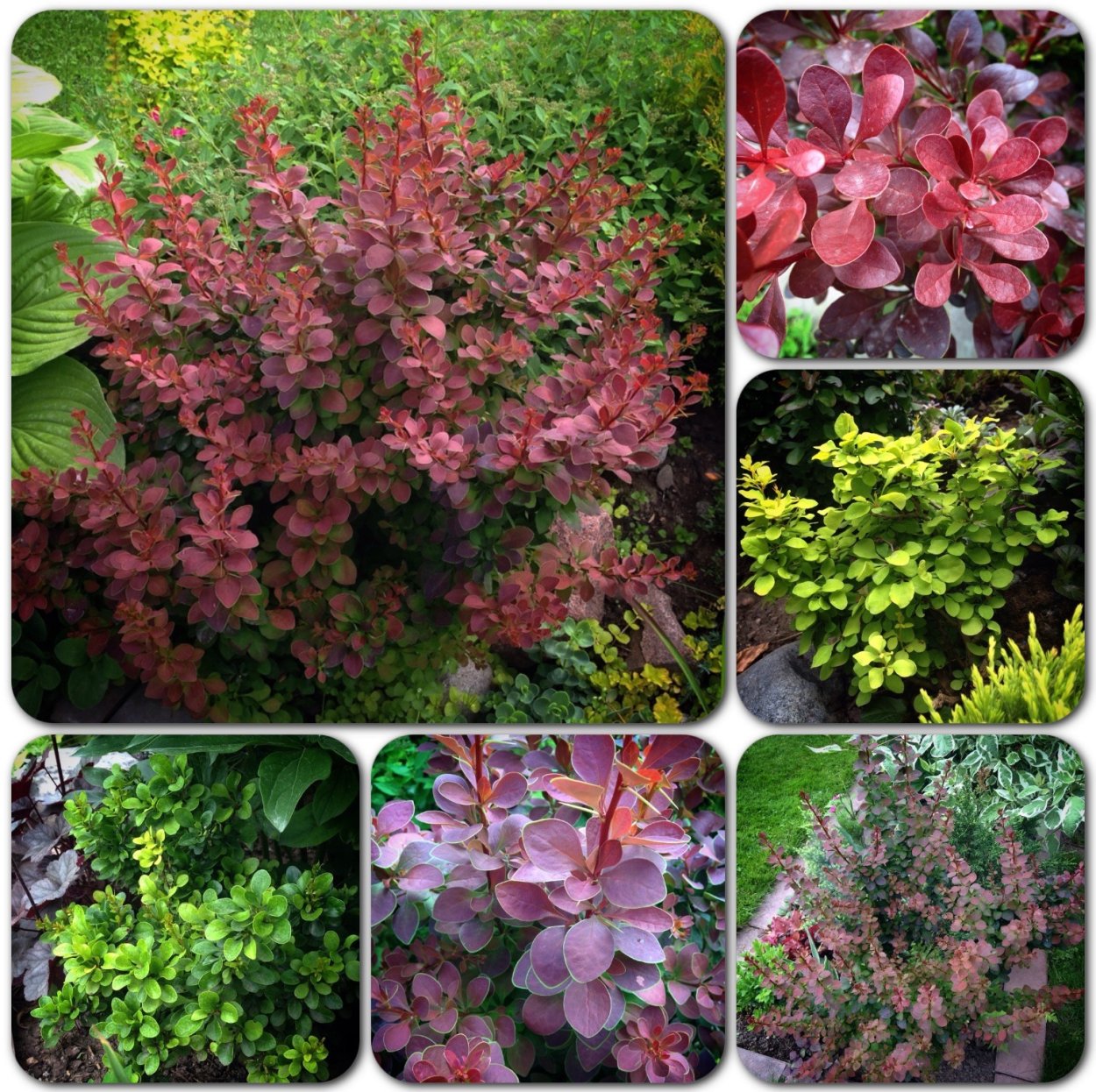 Барбарис Тунберга и спирея