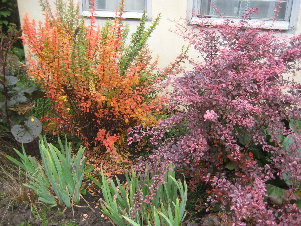 Барбарис Эректа