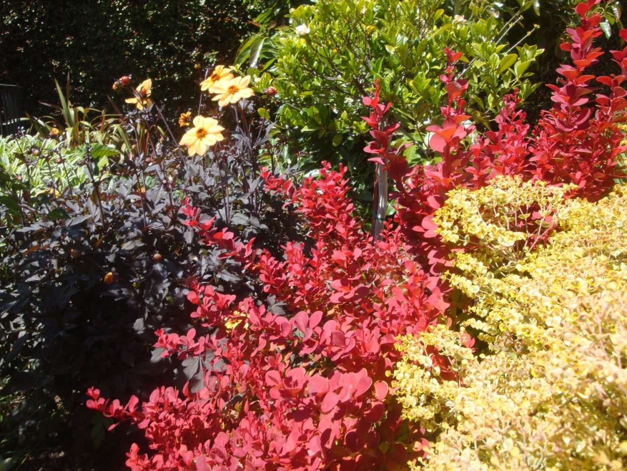 Барбарис Тунберга Мария в ландшафтном