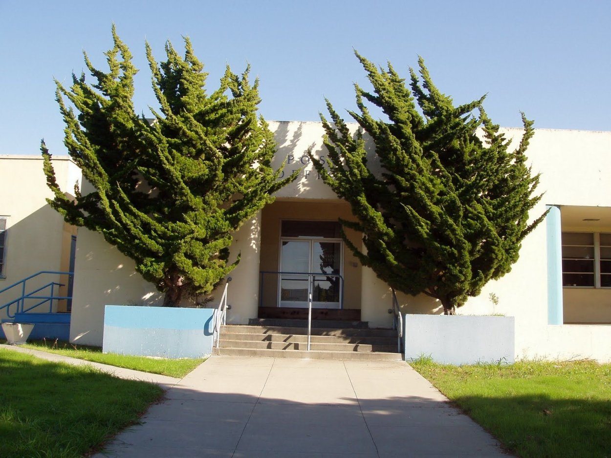 Можжевельник Кайзука