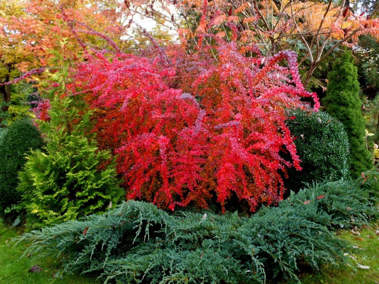 Барбарис Тунберга «Атропурпуреа» осень