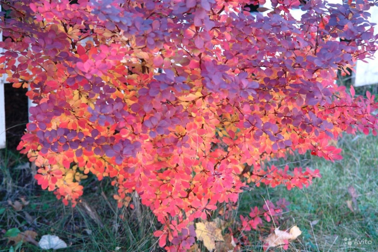 Барбарис оттавский Ауреа