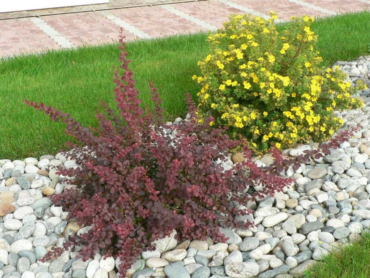 Клумба с барбарисом Тунберга