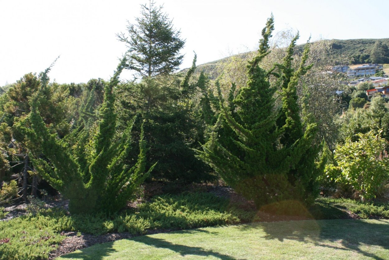 Можжевельник китайский Кайзука