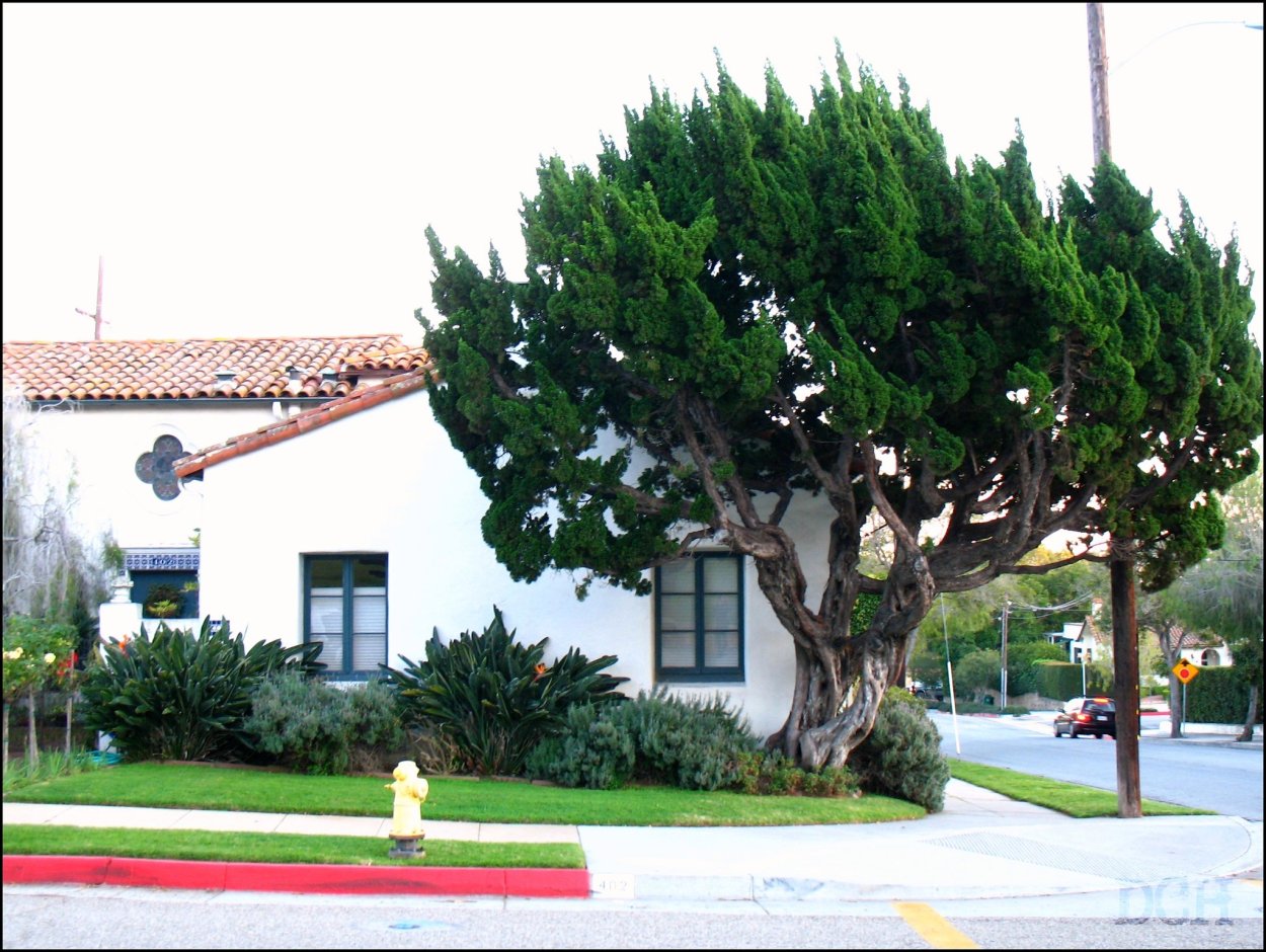 Кайзуки дерево в ландшафте