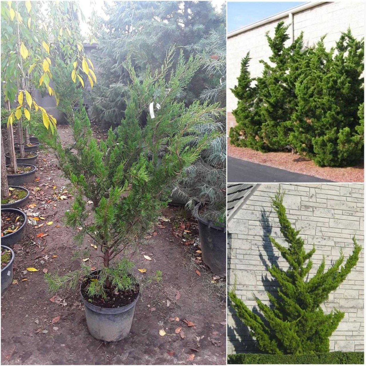 Juniperus Chin. 'Kaizuka'