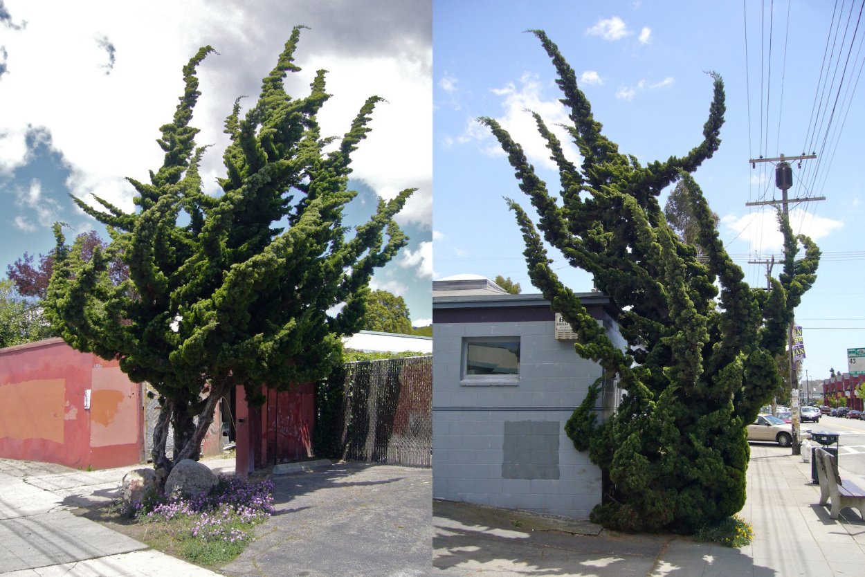 Можжевельник китайский Kaizuka