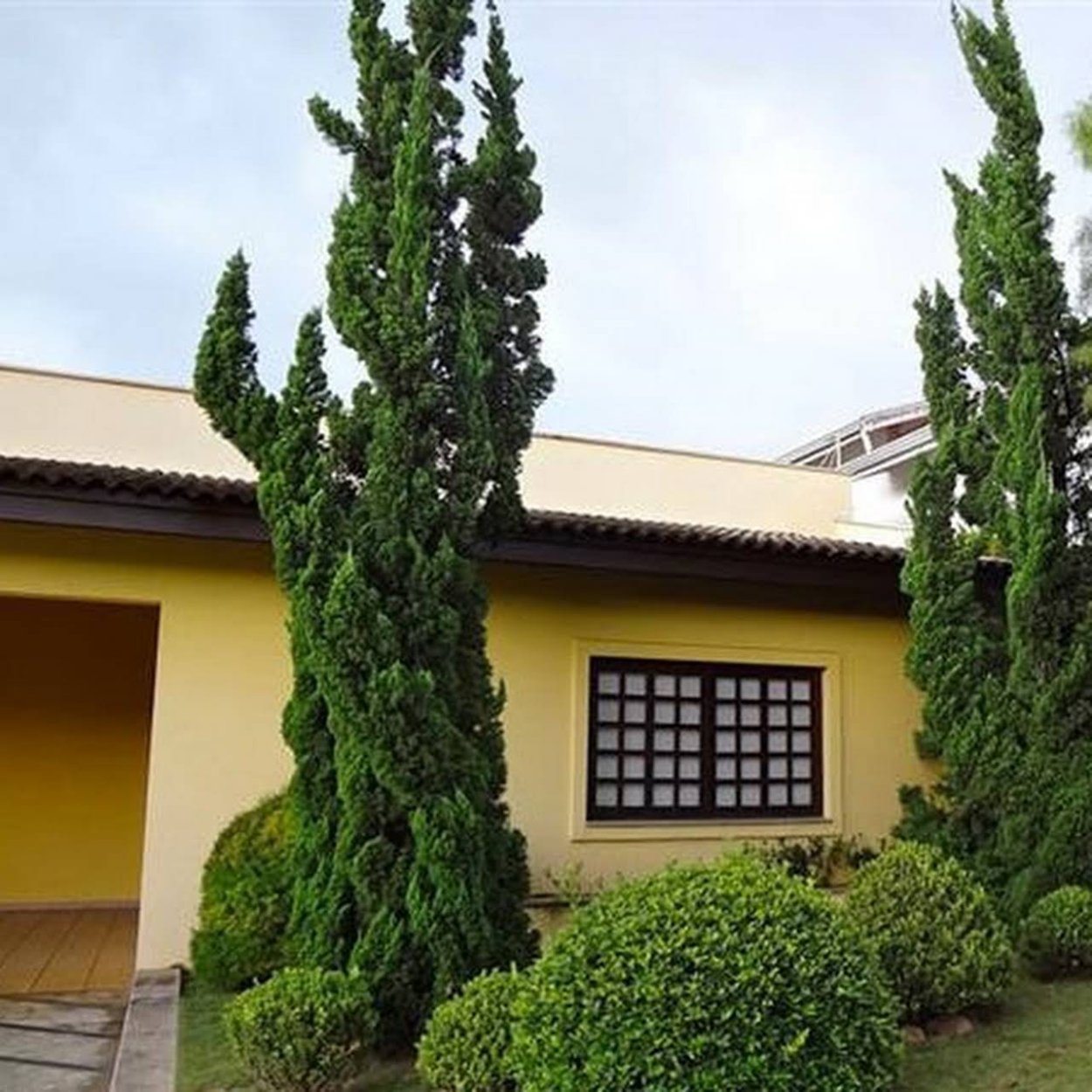 Можжевельник chinensis Kaizuka