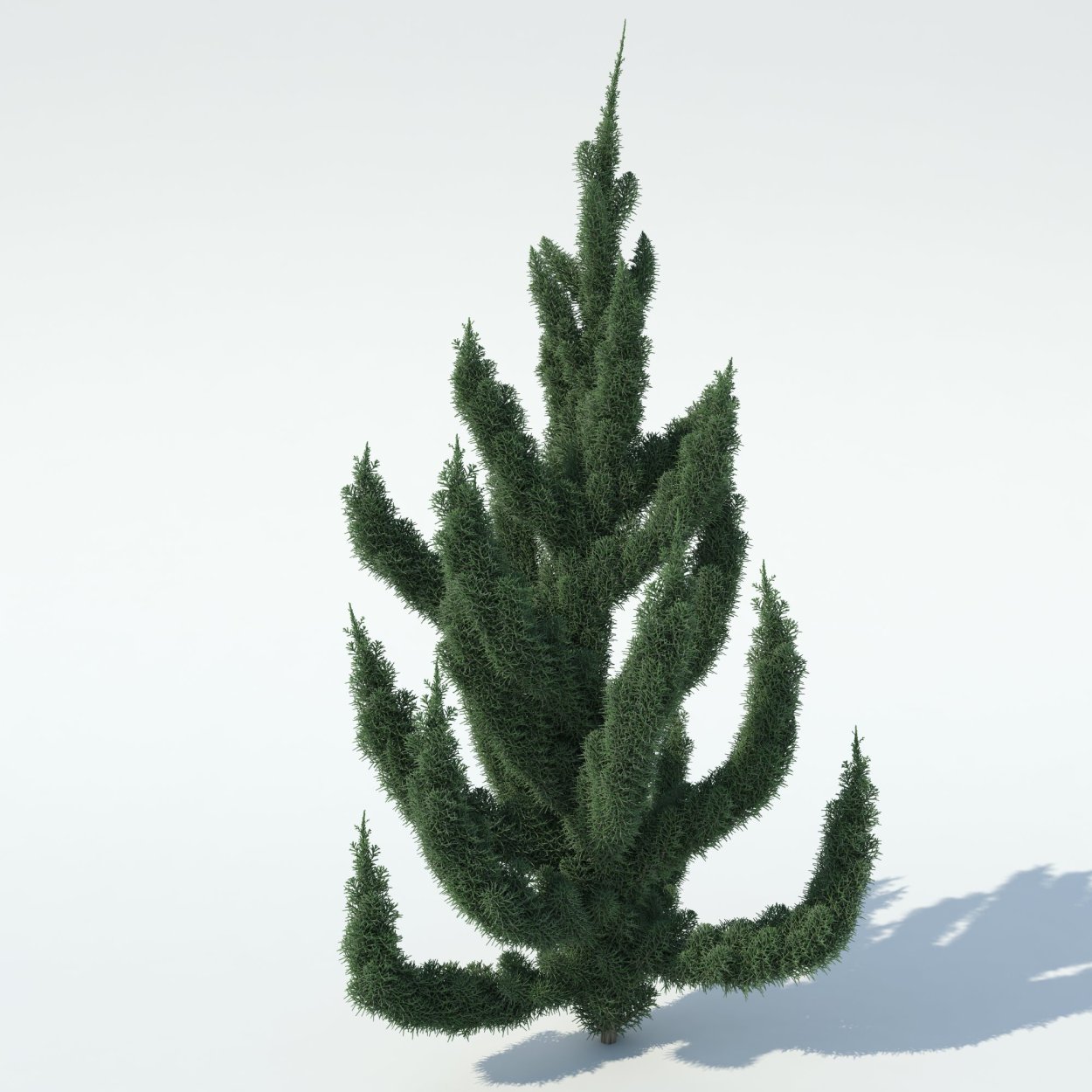 Можжевельник китайский Кайзука