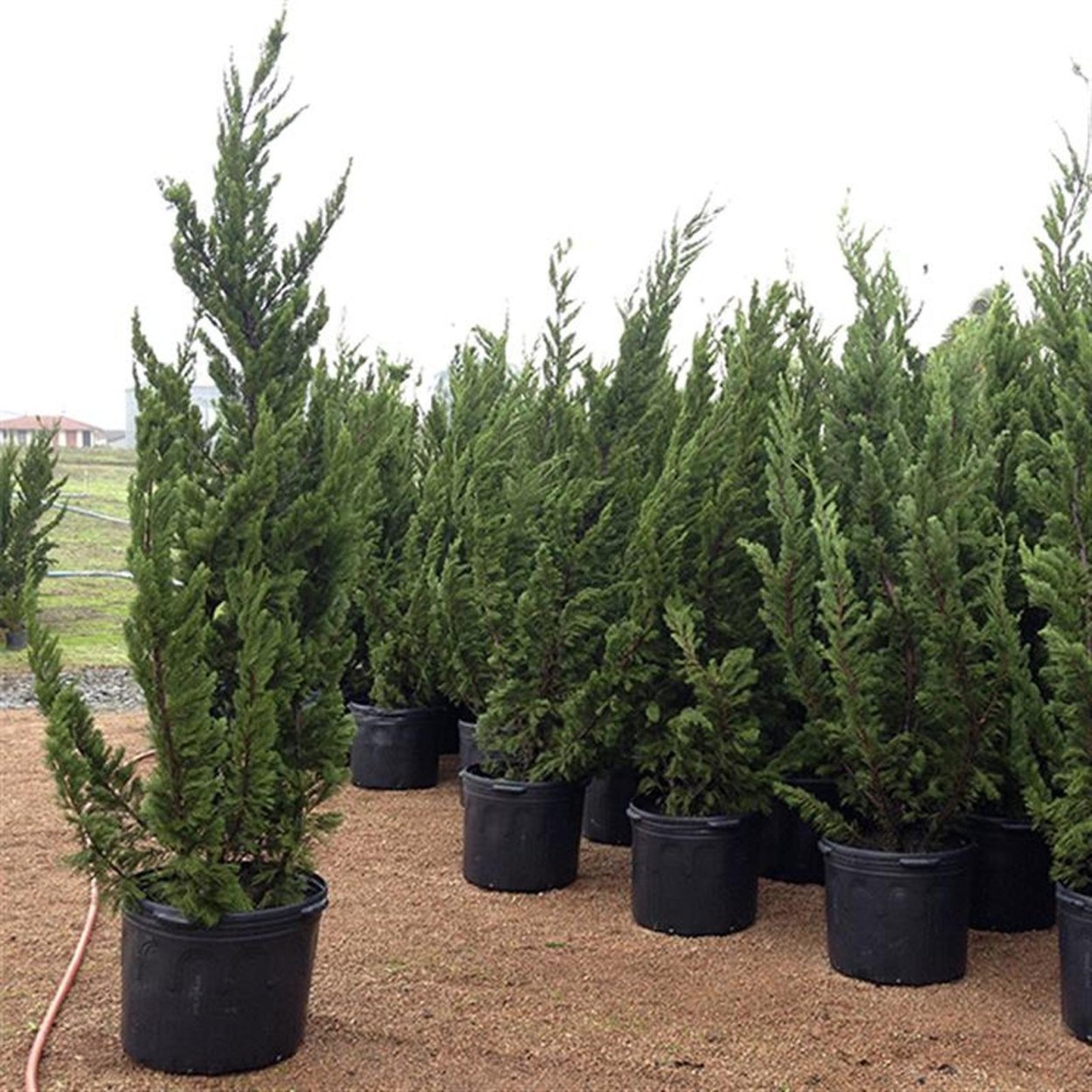 Можжевельник chinensis Kaizuka