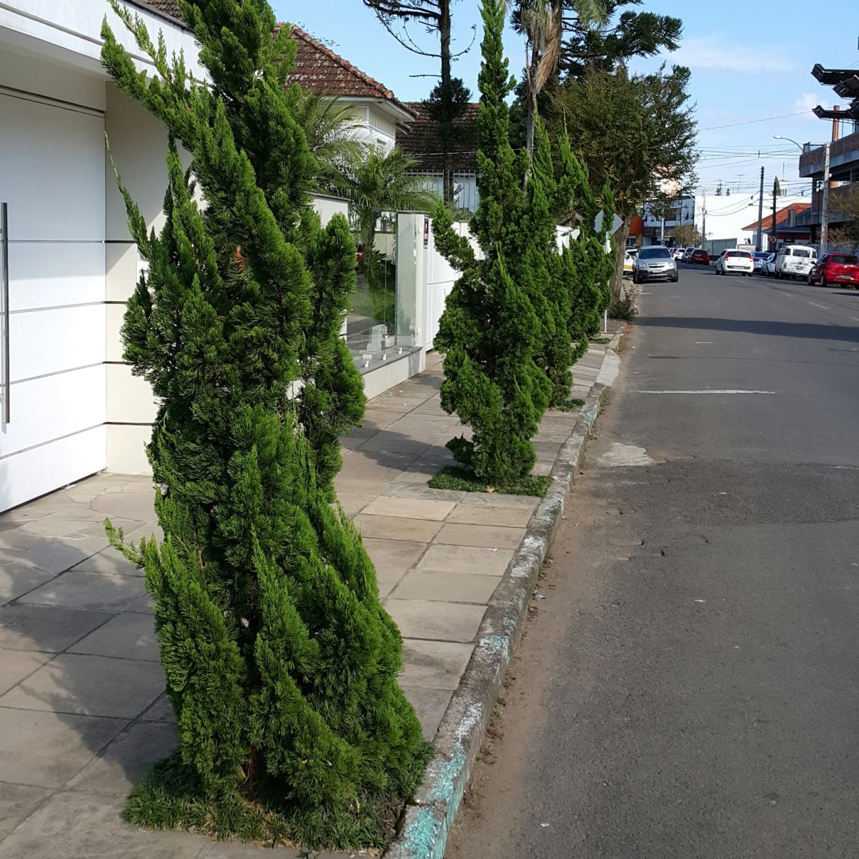 Можжевельник китайский Кайзука Juniperus chinensis Kaizuka