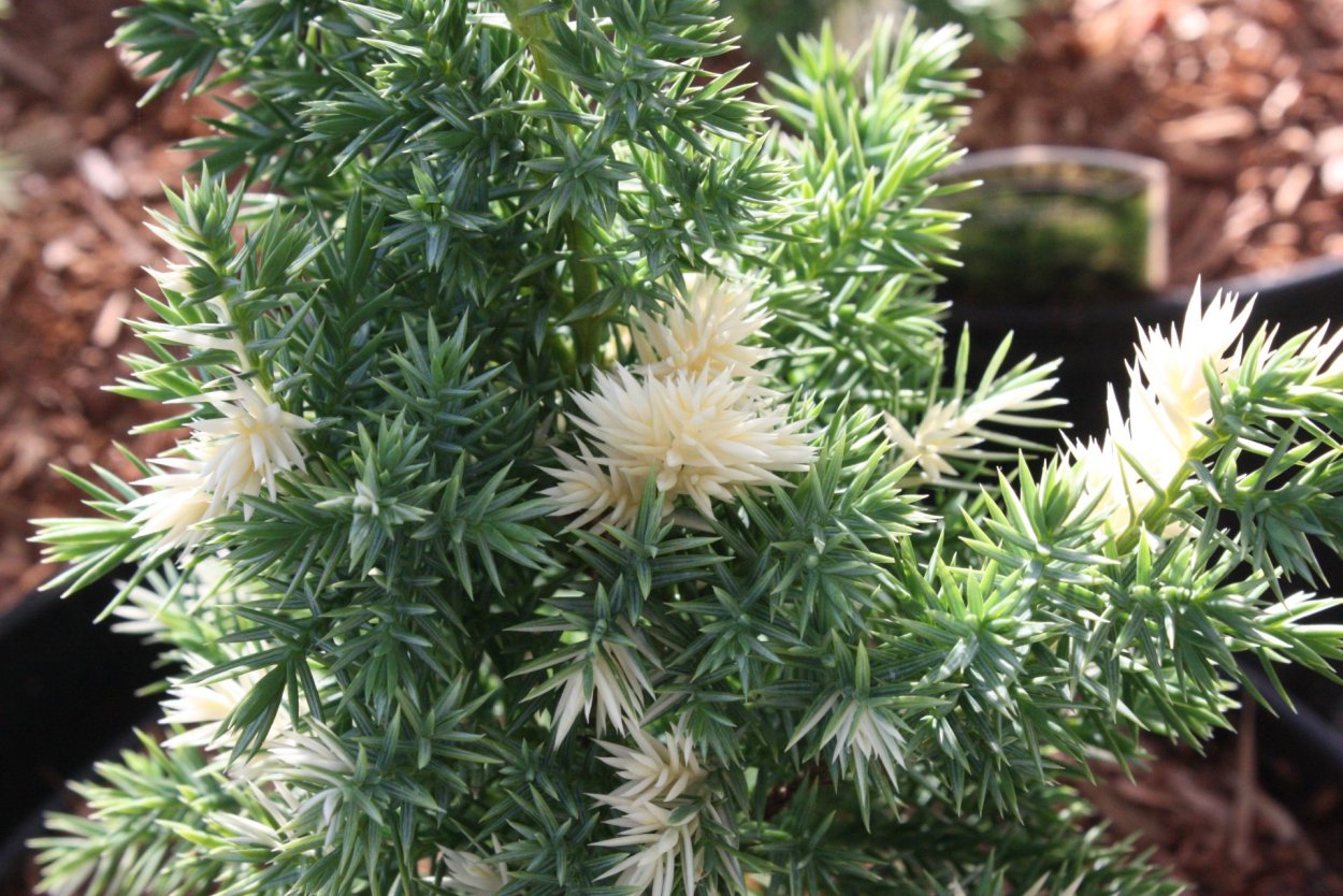 Можжевельник Кайзука Вариегата