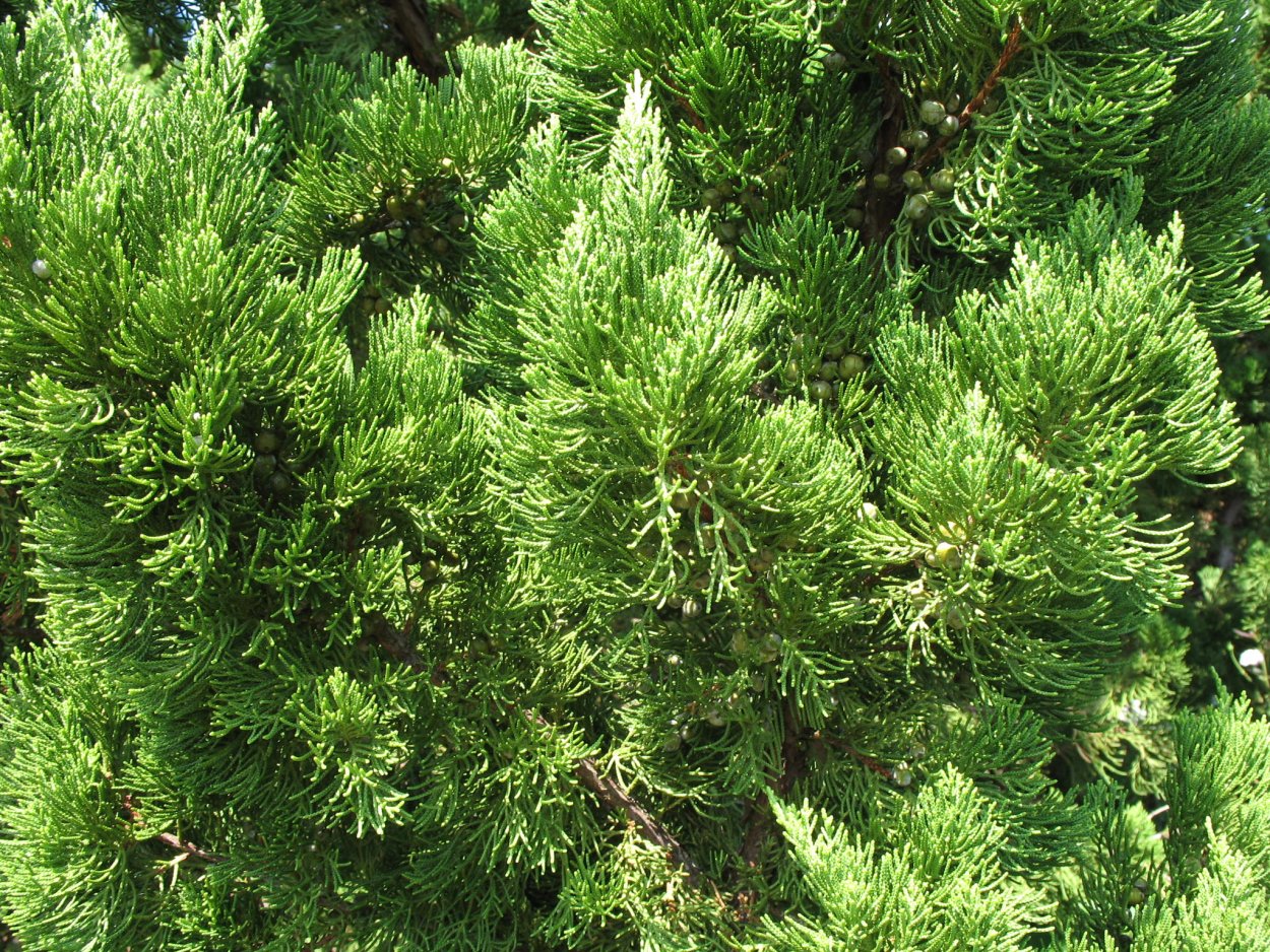 Можжевельник китайский Kaizuka