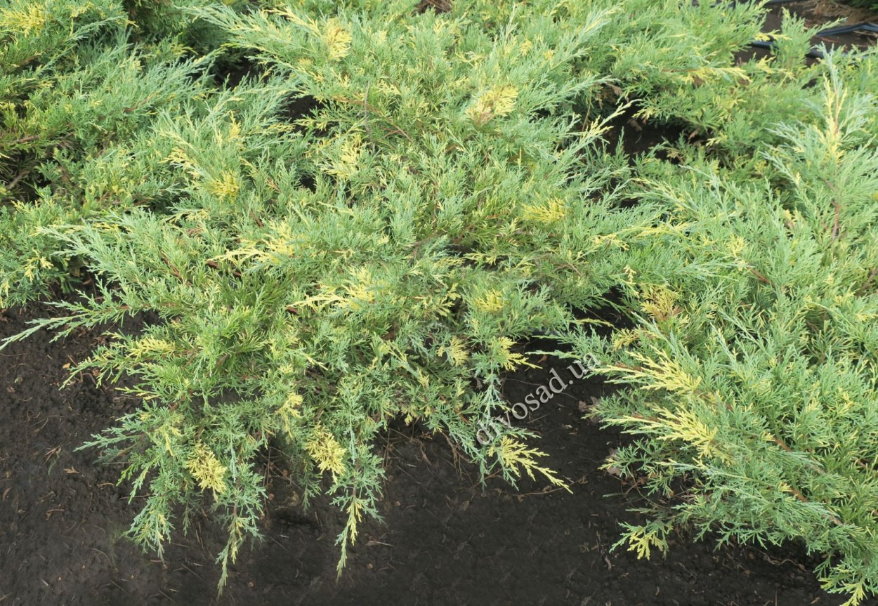 Можжевельник казацкий Вариегата