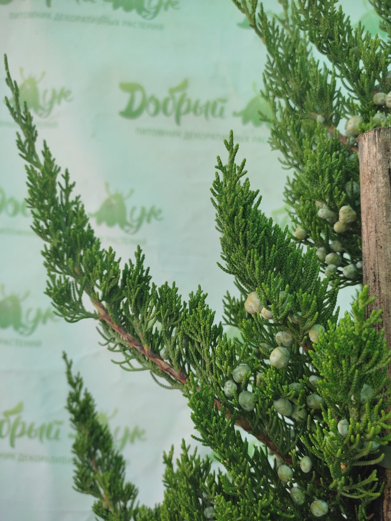 Можжевельник китайский Кайзука