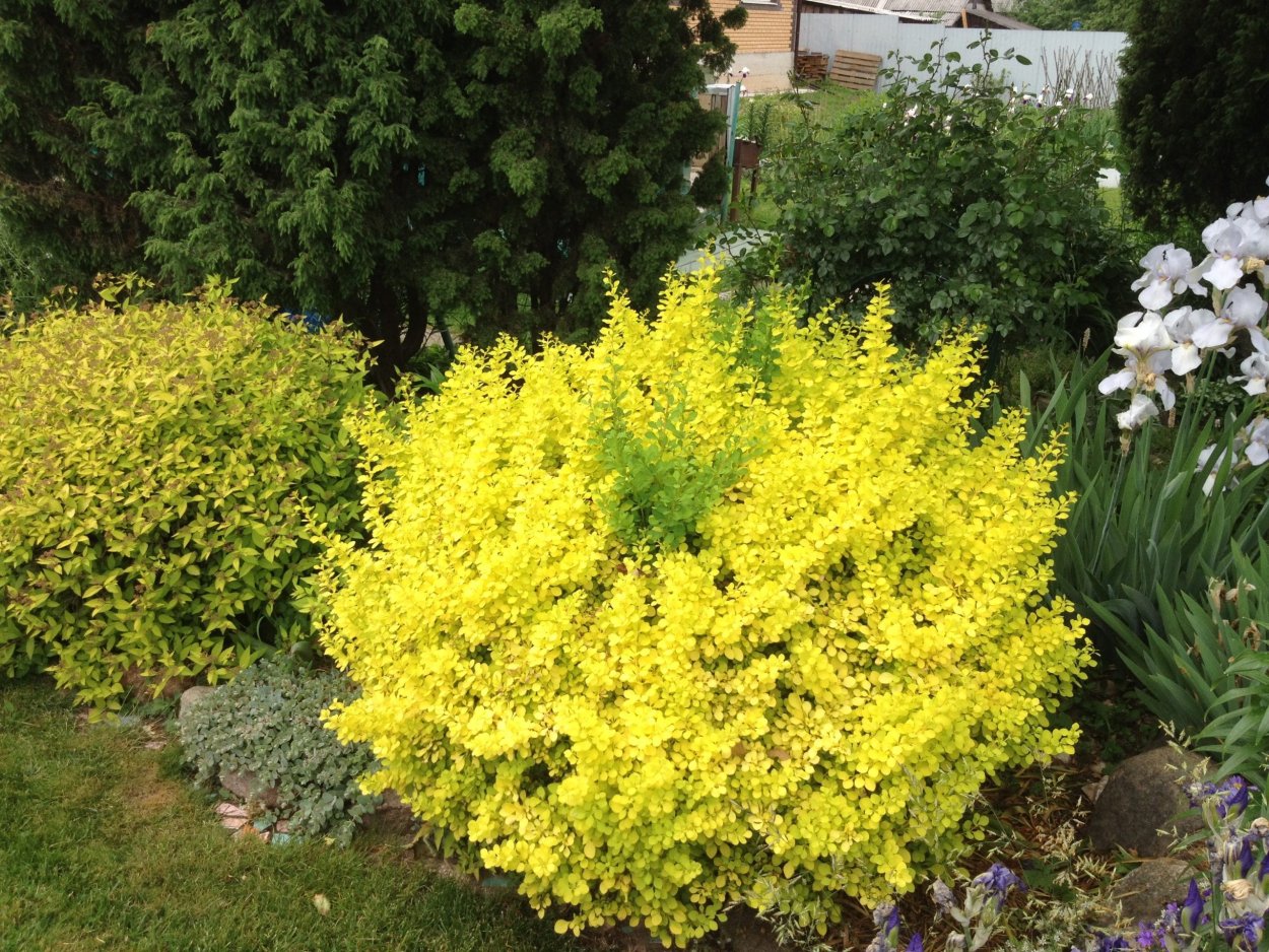 Барбарис Тунберга Лимончелло