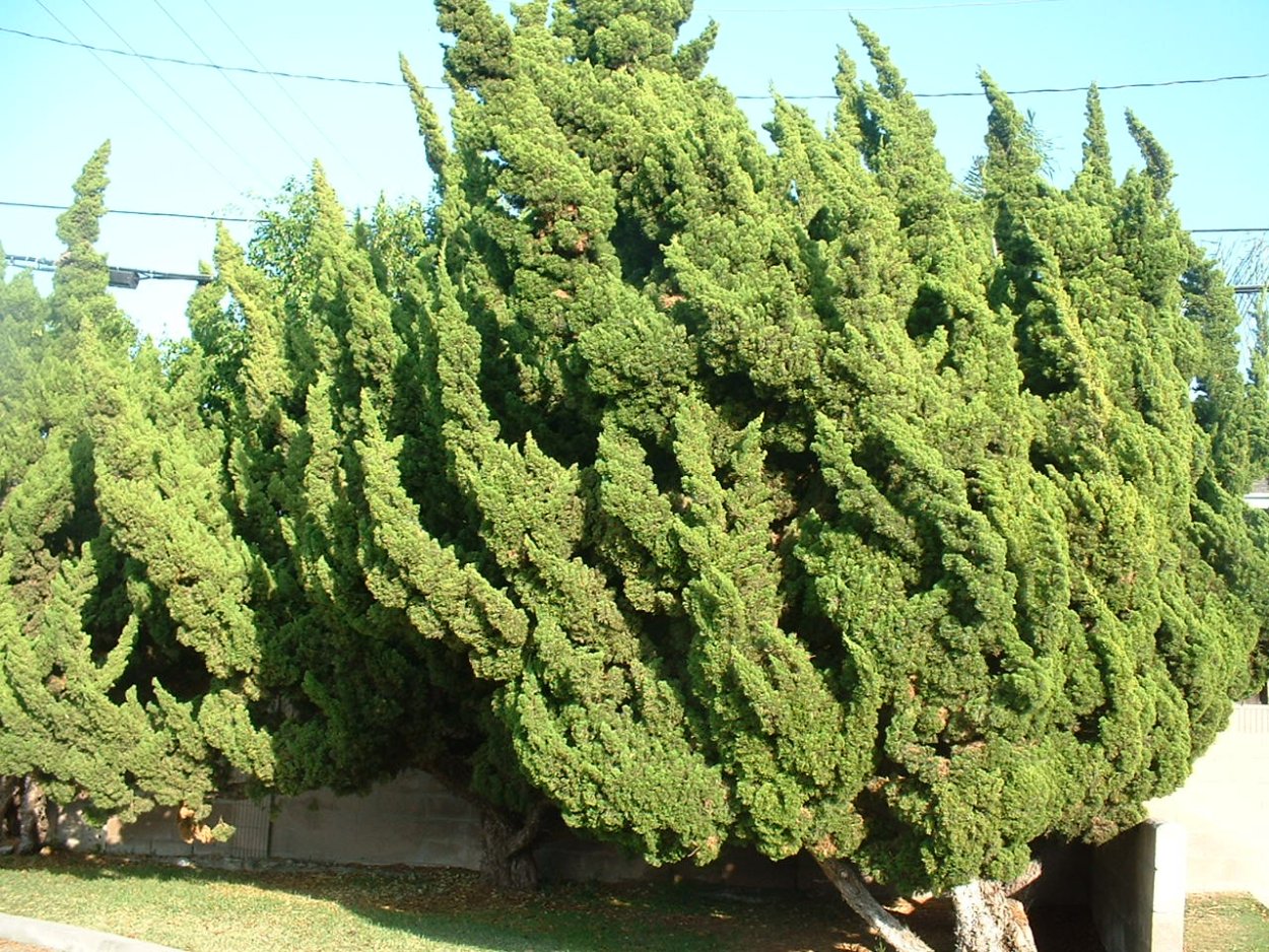 Можжевельник chinensis Kaizuka