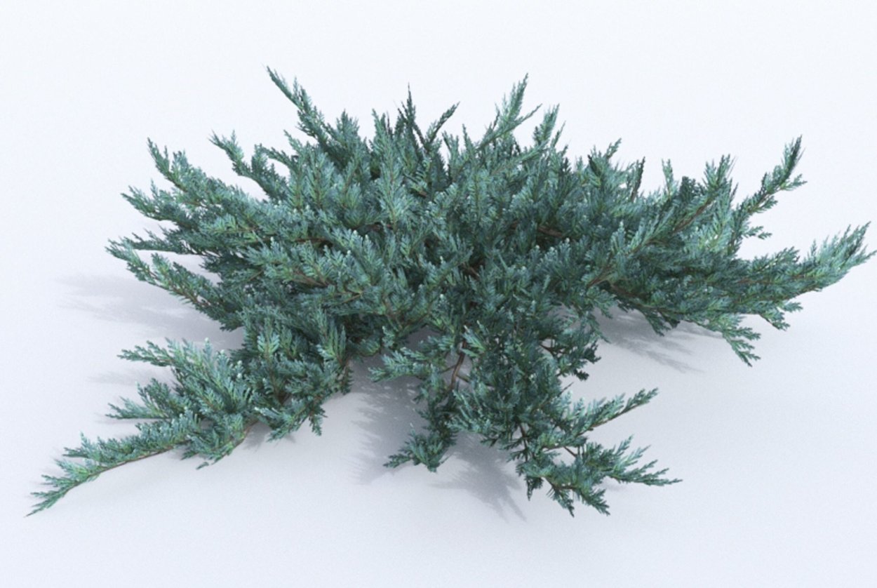 Можжевельник горизонтальный Блю чип вид сверху