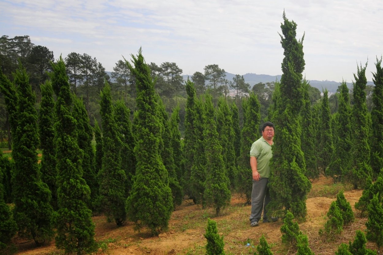Можжевельник китайский Кайзука молодой