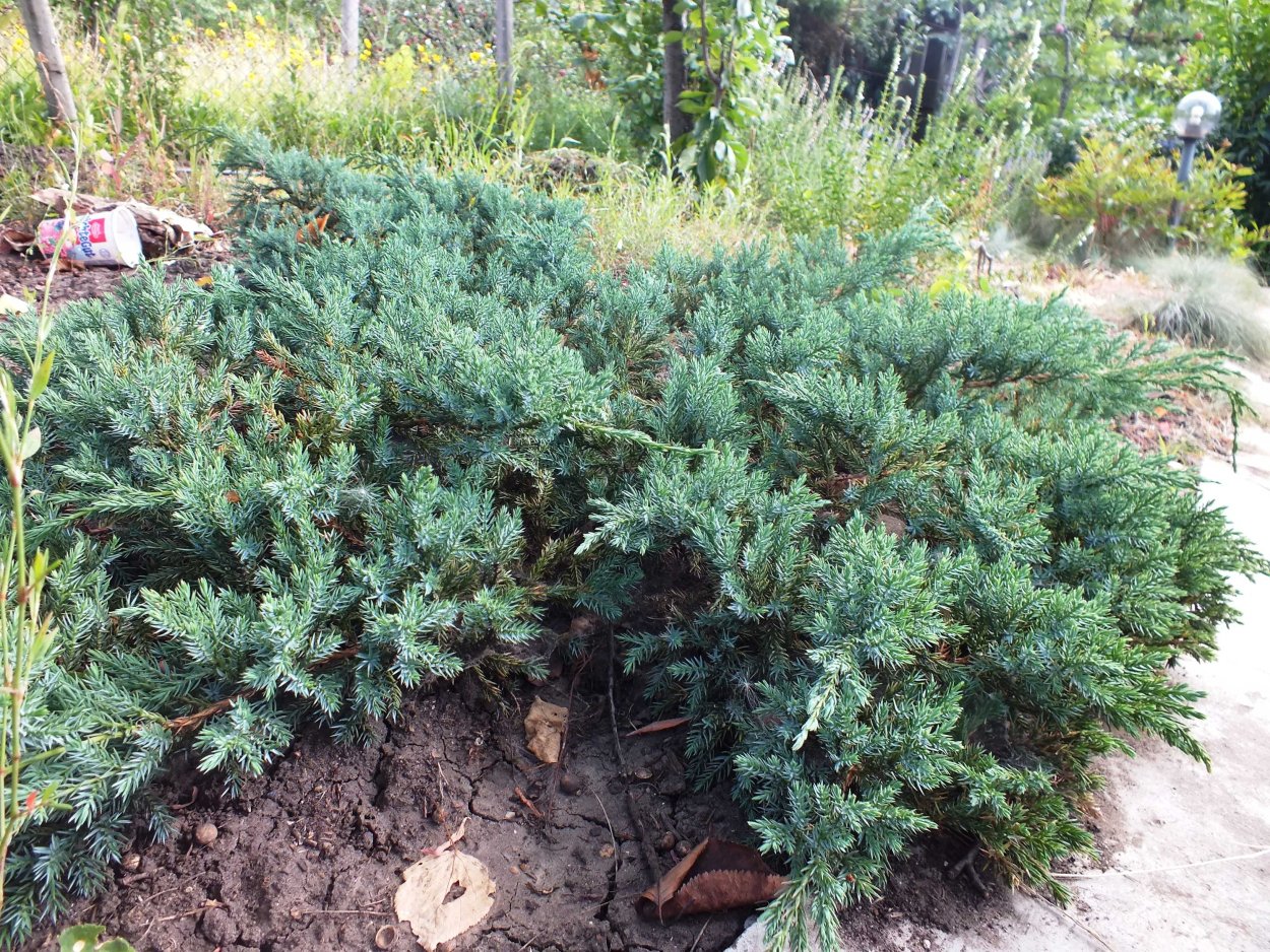 Juniperus horizontalis 'Emerald Spreader'