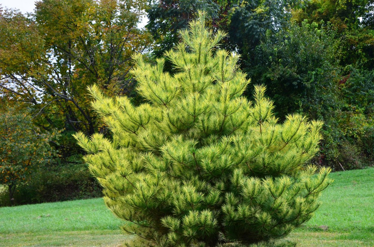 Сосна густоцветковая Окулюс-Драконис