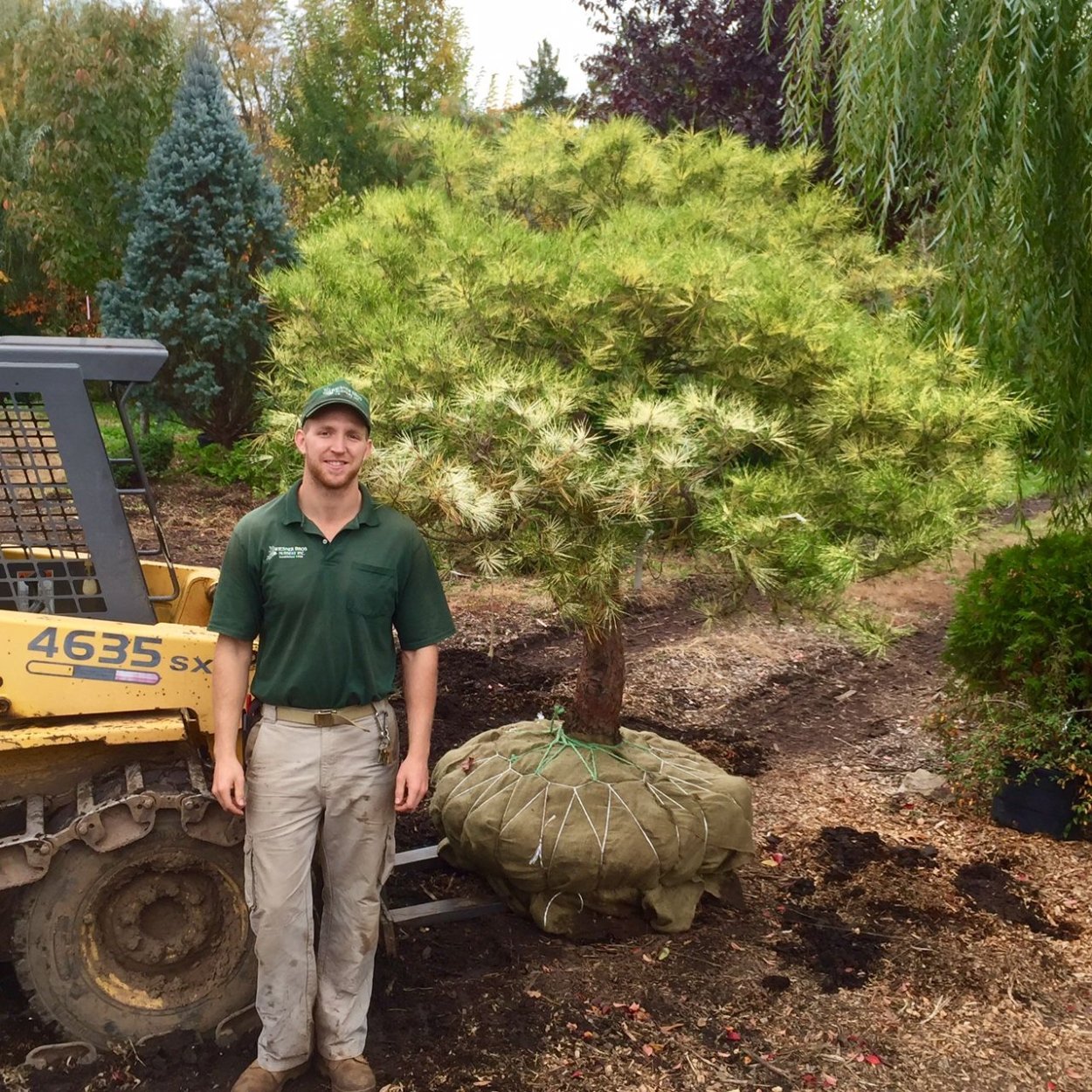 Сосна Драконий глаз