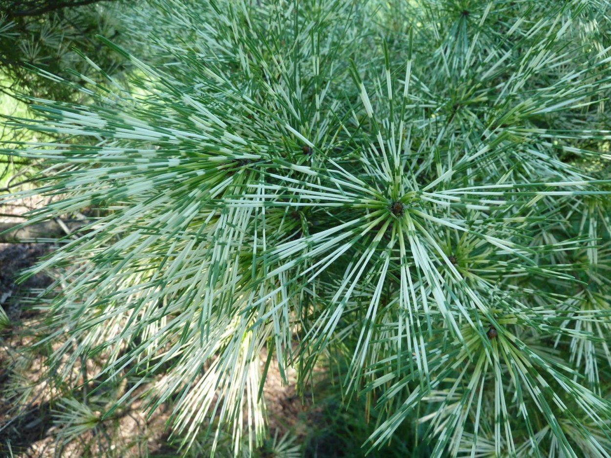 Сосна Денсифлора Окулус Драконис