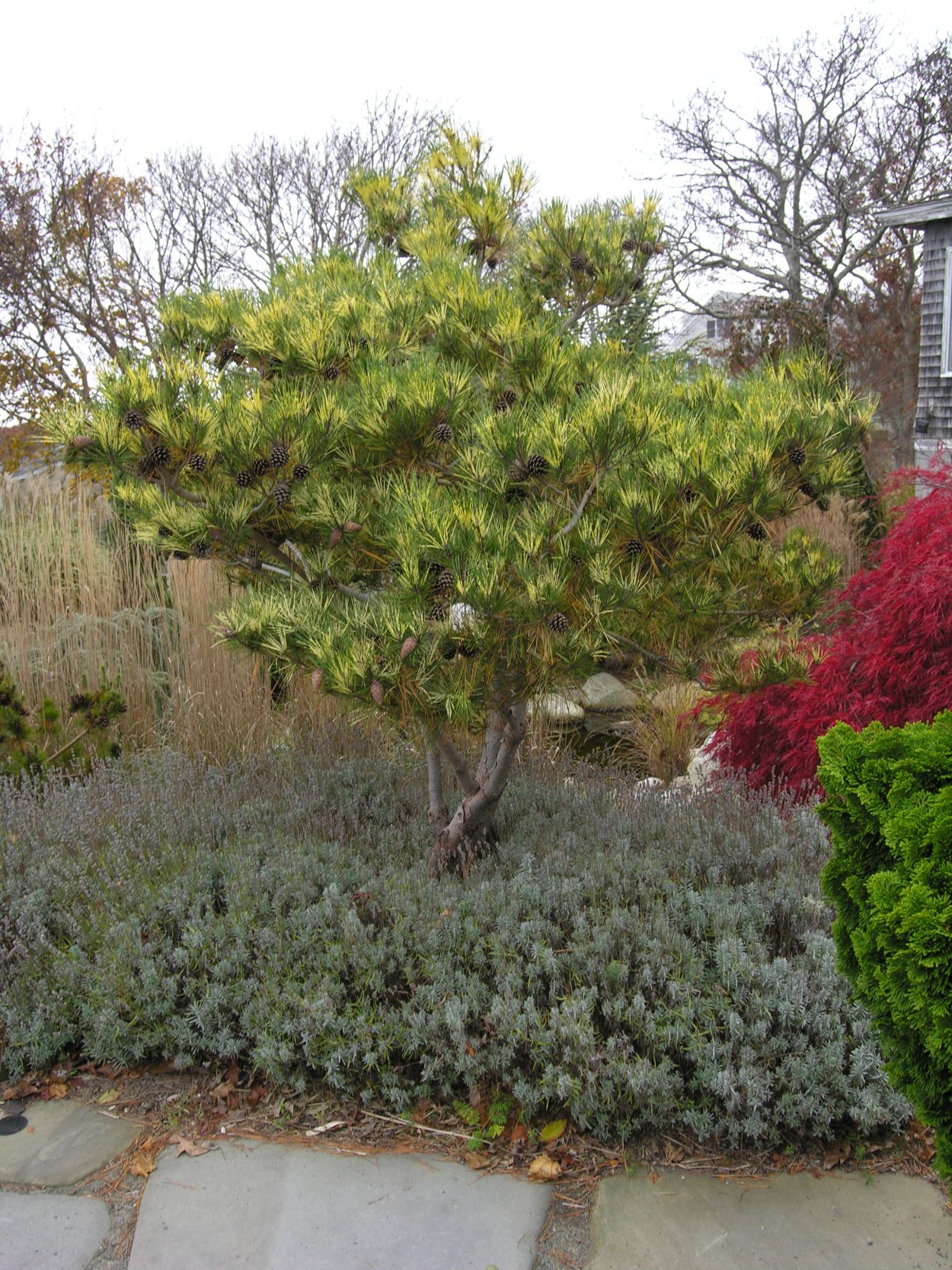Сосна густоцветковая Окулюс-Драконис