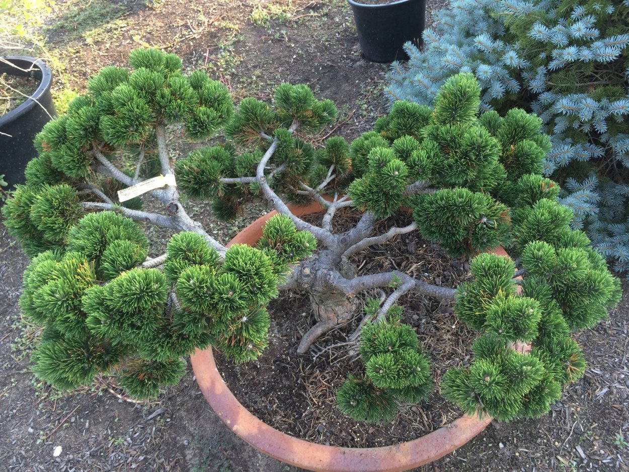 Сосна Муго Якобсен