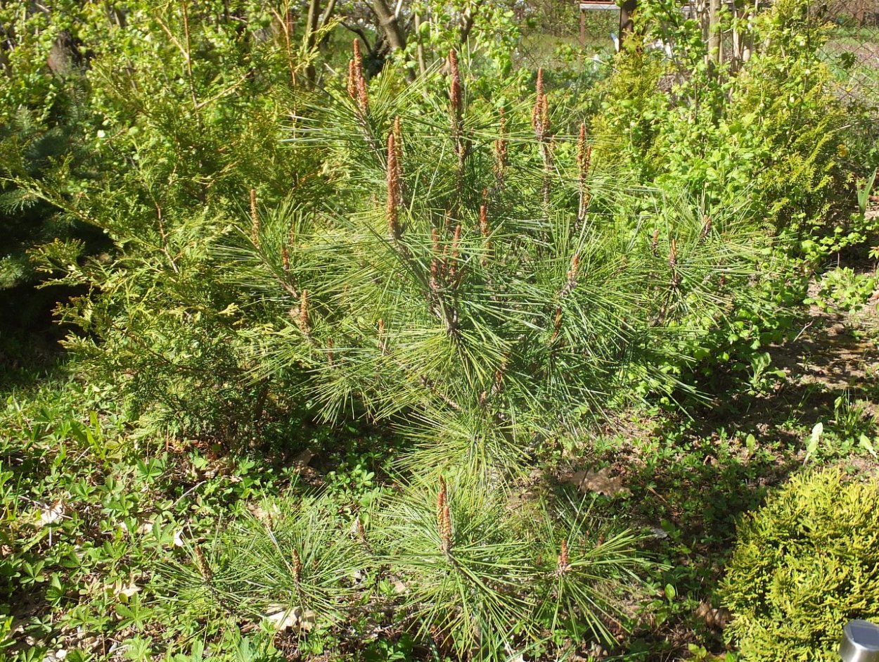 Сосна Умбракулифера Нана