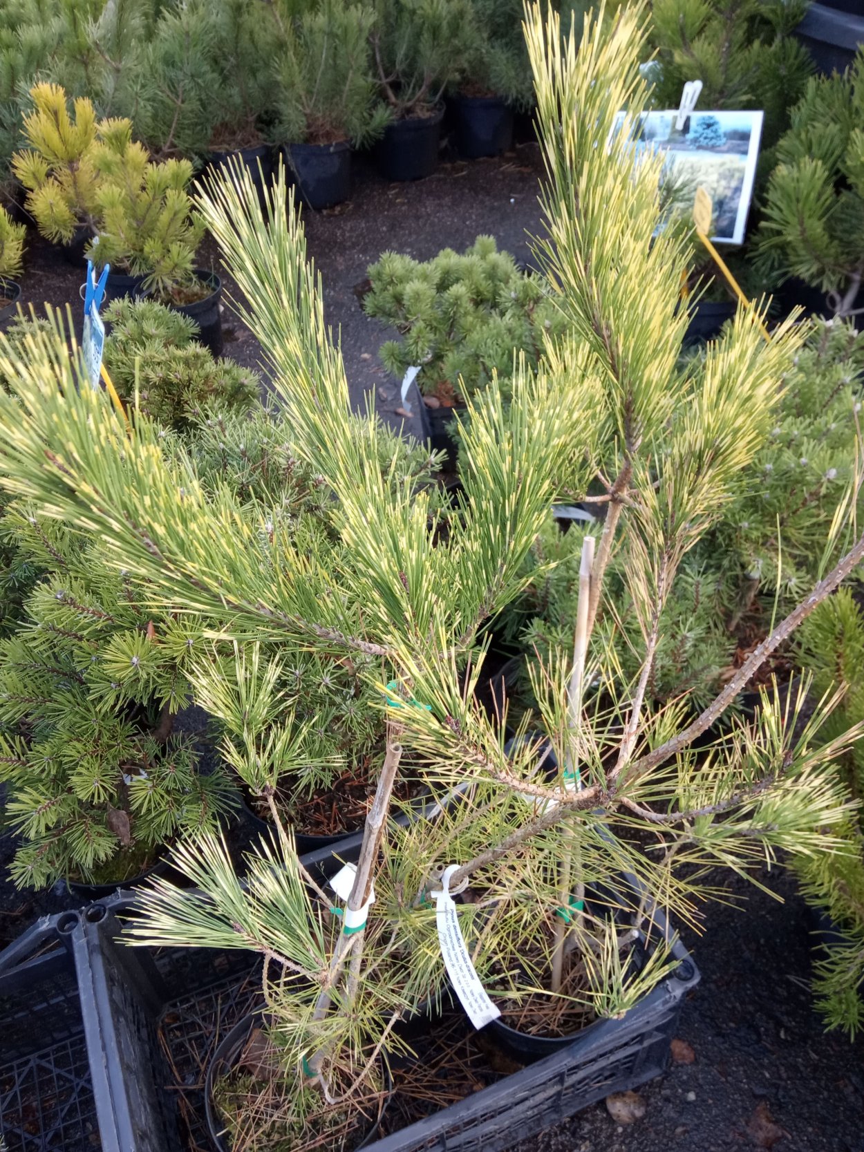 Сосна густоцветковая Окулюс-Драконис