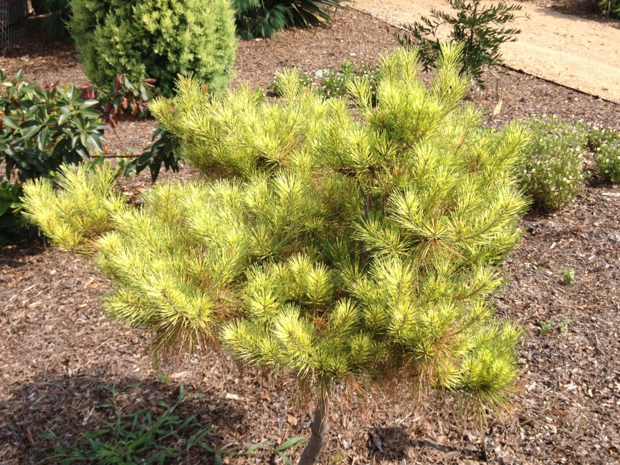 Сосна Pinus densiflora 'Golden Ghost'