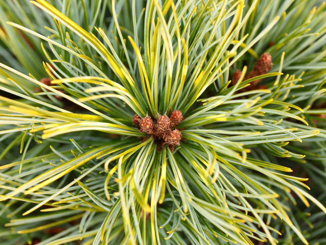 Pinus koraiensis ‘Golden Eye’ Stam 30 с2 15/20