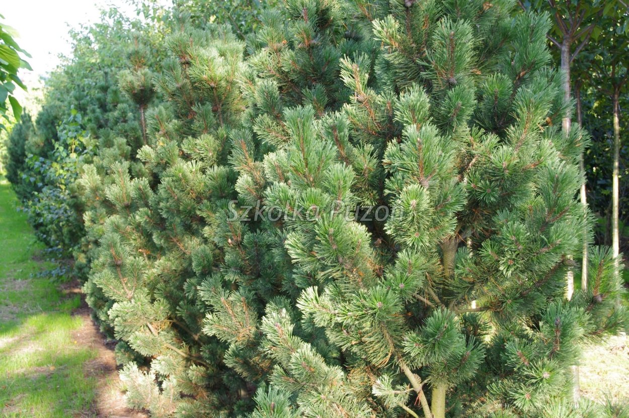 Pinus mugo Fruhlingsgold