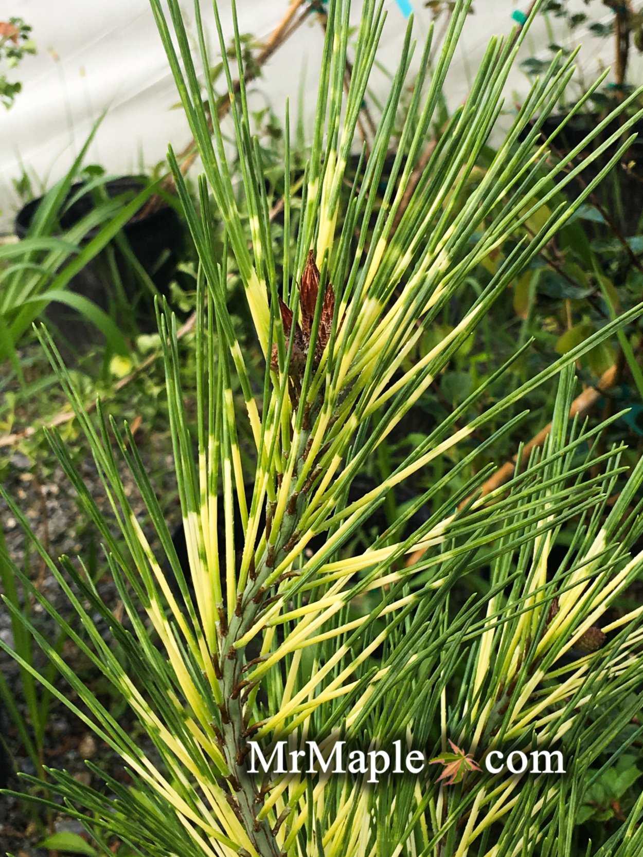 Pinus densiflora Dragons