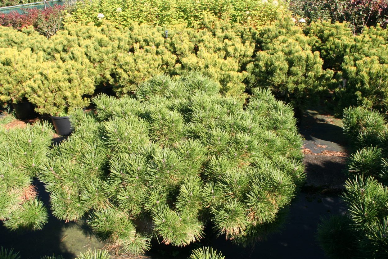 Сосна густоцветковая Жан Клаус