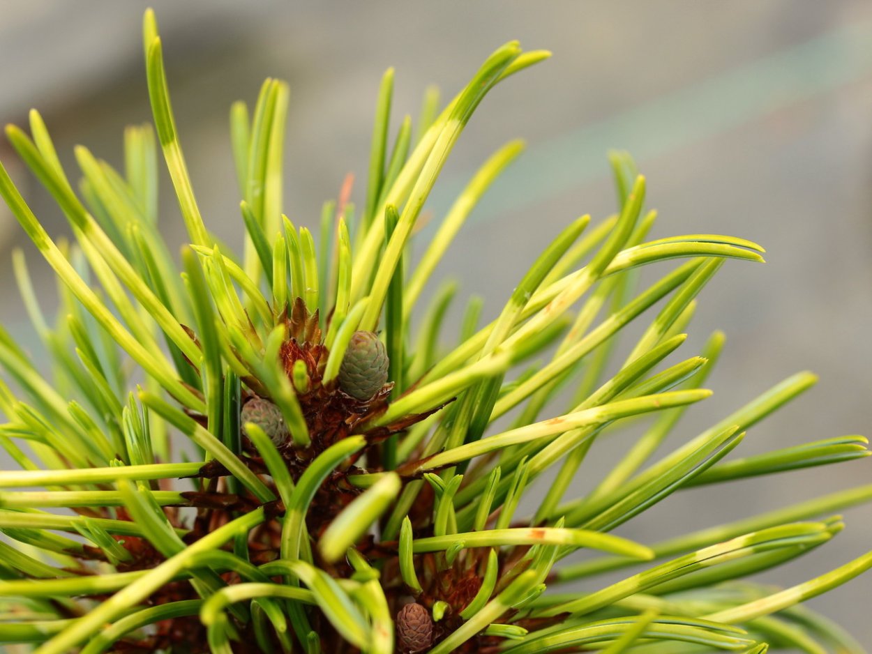 Сосна корейская драгон айс